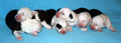 puppies