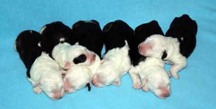 puppies