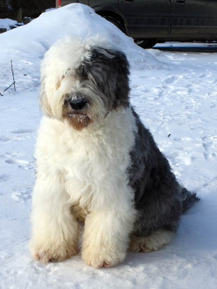 Wags