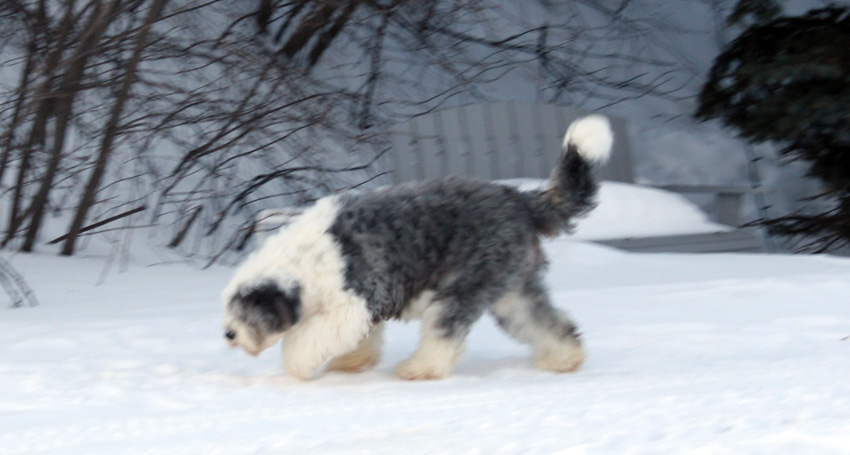 Wags